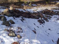 old cabin foundations.jpg
